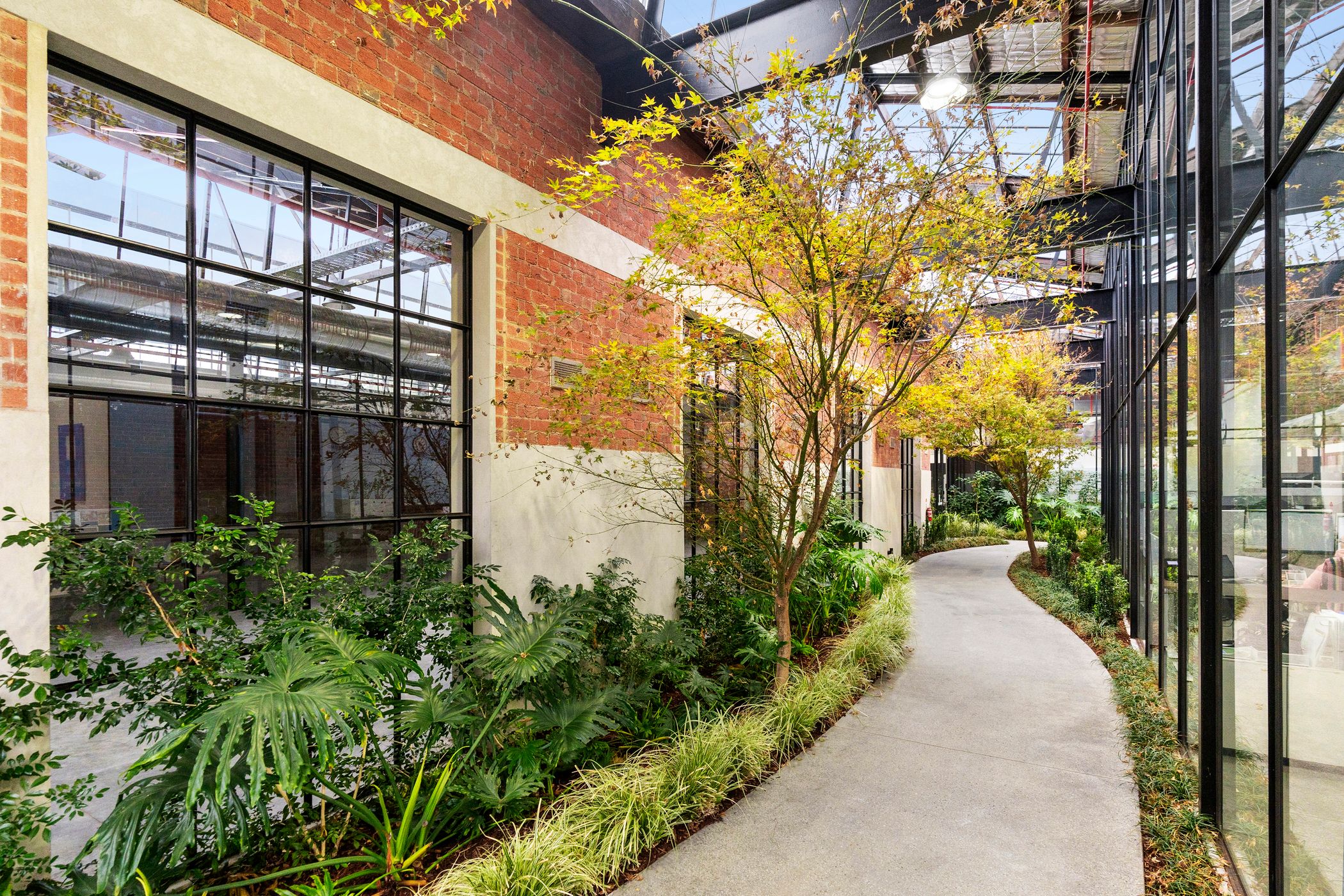 Red brick and concrete wall run up the left with T-bar windows installed throughout, large beams run across the roof, small shrubs run along a concrete path in the middle, a medium sized tree with yellow leaves in growing in the middle. Greenery is cared for by Hamilton Green